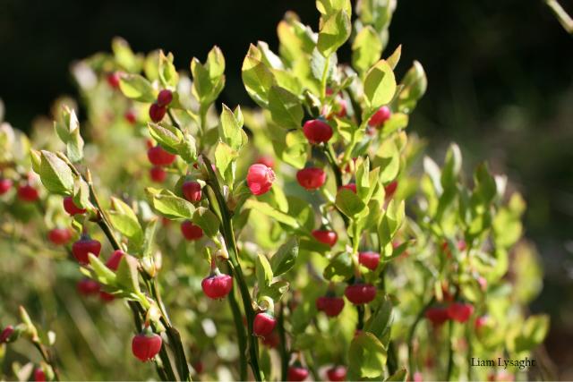 Bilberry (Vaccinium myrtillus) Detail Biodiversity Maps